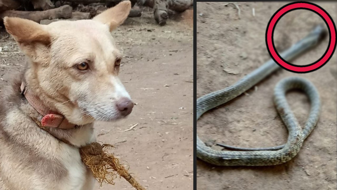 வளர்த்தவரை கொத்த வந்த பாம்பை கடித்து கொன்ற பப்பி நாய்