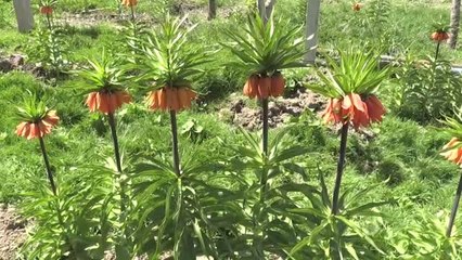 Muş'ta "Ağlayan Gelin"İn Görsel Şöleni