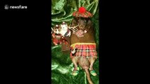 Scottish rat learns to play the bagpipes (sort of)