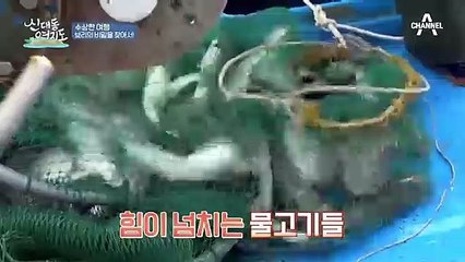 '임하도'에서 찾은 보리숭어! 단단한 육질과 쫄깃한 식감이 일품이라고?!