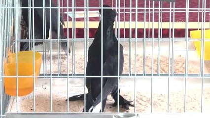 Güvercinler Birinci Olmak İçin Yarıştı