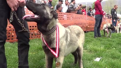 Tokat'ta Düzenlenen Festivalde Köpekler Yarıştı