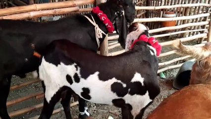 Bakra Mandi Sasti Bakri aur Bakray - Full Video