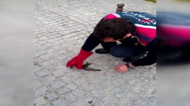 Karabük Cami Duvarına Kanadı Sıkışan Ebabil Kuşunu İtfaiye Kurtardı