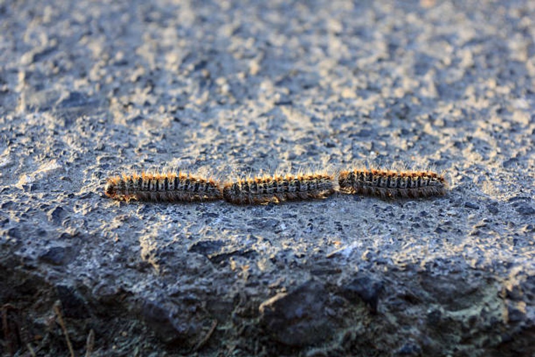Les chenilles processionnaires, un fléau pour son compagnon à 4 pattes ?