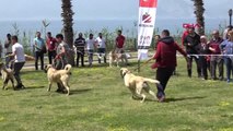 Antalya Türklere Ait 3 Köpek Irkı Daha AB Yolunda