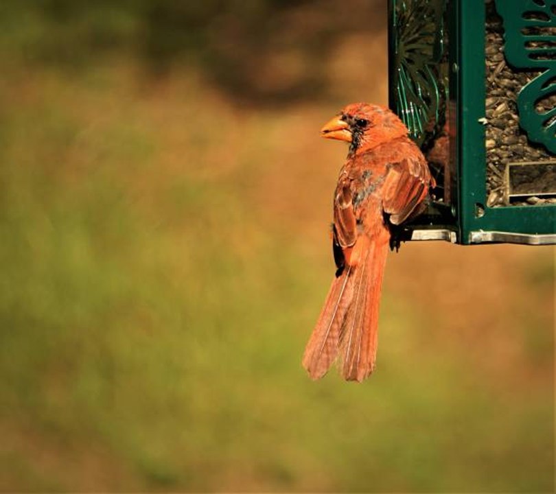 Comment nourrir les oiseaux dans votre jardin ?
