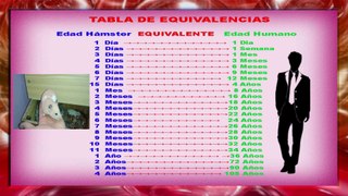 HÁMSTER /  / Cuantos años vive un HÁMSTER /   / MASCOTAS  / TABLA DE EQUIVALENCIA DE LOS AÑOS DE LOS HÁMSTER /