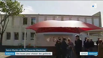 Île de Ré : des buses déployées pour chasser les goélands