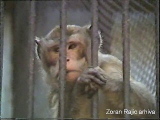 1984. Belgrade Zoo - Majmuni