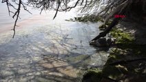 Tekirdağ Sahilinde Ölü Caretta Caretta Bulundu