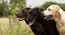Top 10 des races de chiens les plus populaires