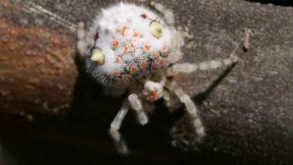 Une araignée sushi découverte en Australie