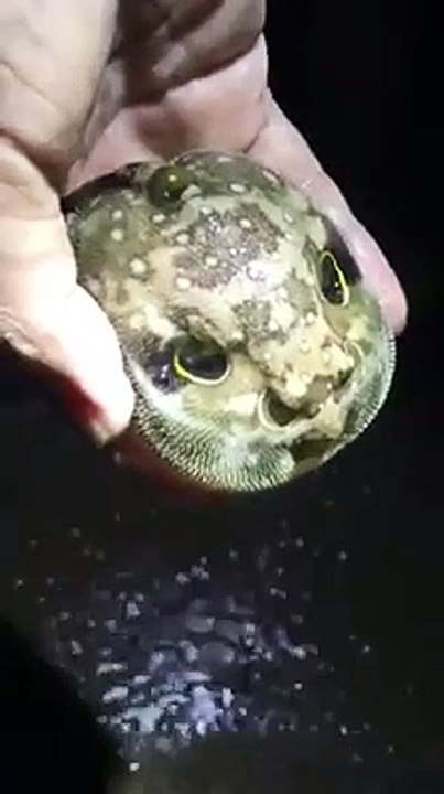 Ce poisson prend la forme d'une tête humaine pour faire peur aux prédateurs