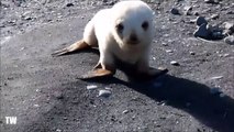 Ce bébé phoque albinos est tellement adorable