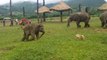 Un éléphanteau joue avec un labrador... Moment adorable