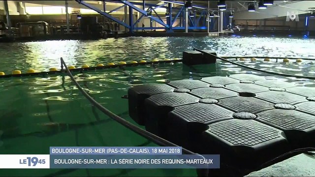 Nausicaá : après la mort des requins-marteaux, Sea Shepherd va porter plainte