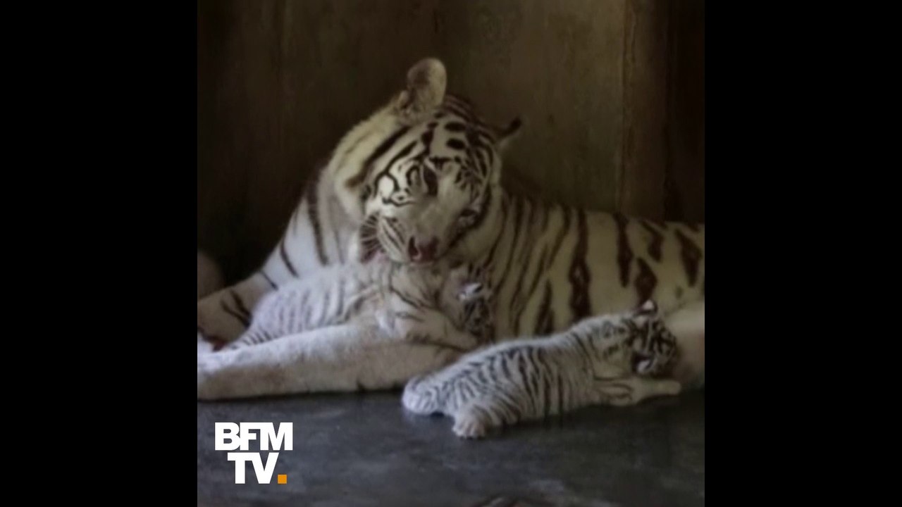 5 espèces animales menacées d’extinction dans les dix prochaines années