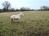 Chevaux en Normandie n°1