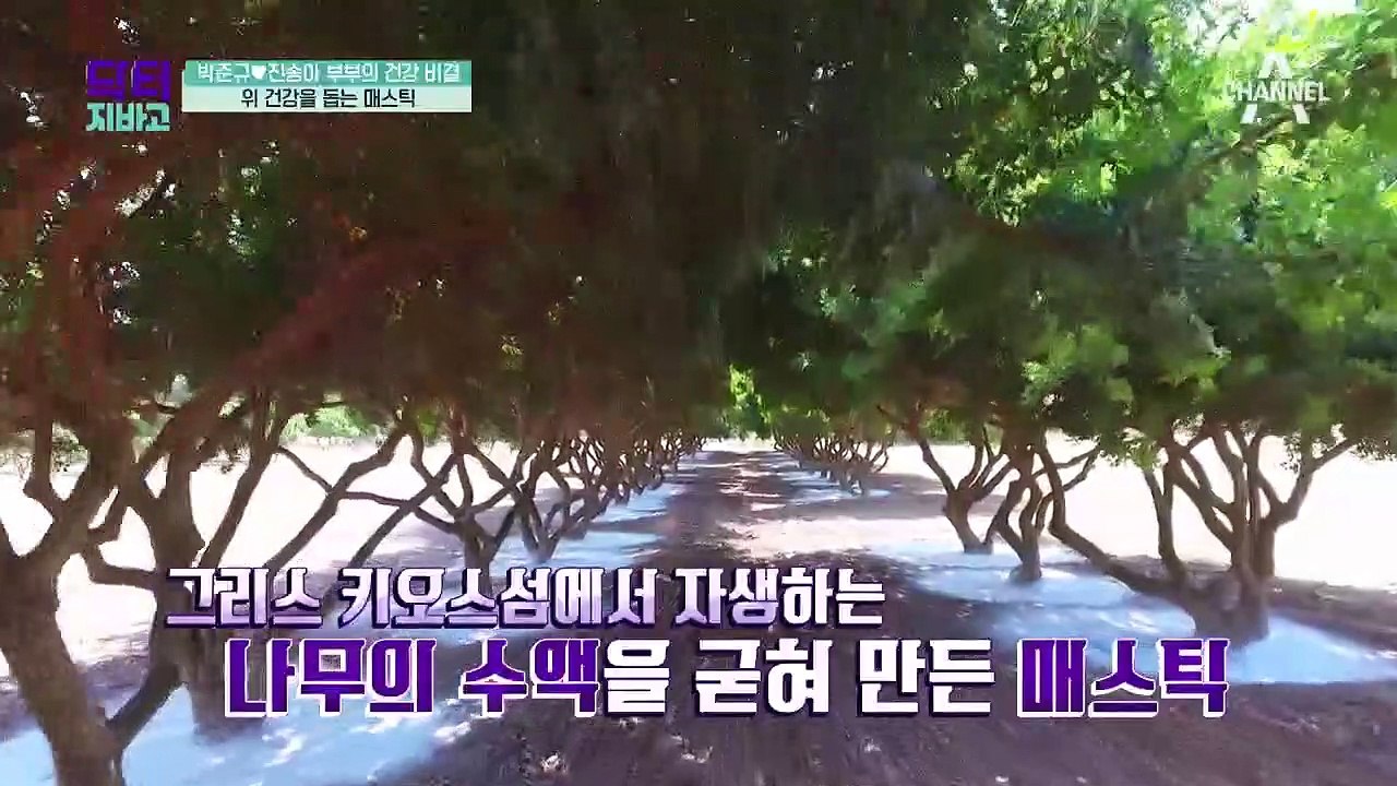 인기폭발 황금보다 귀한 '매스틱'! 모두가 주목하는 매스틱의 효능은?