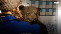 Filhotes de urso procuram nova casa após serem resgatados na Sibéria