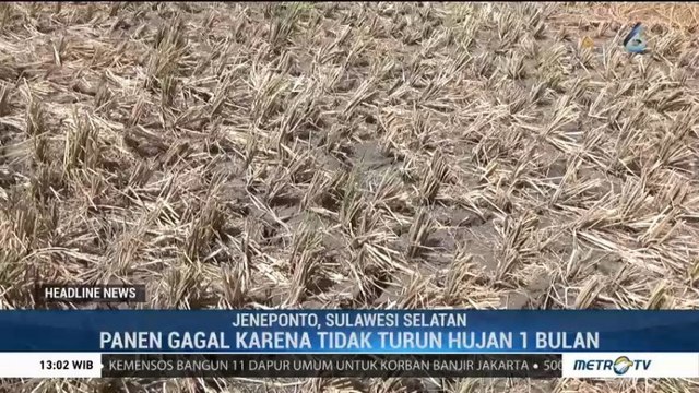 Cuaca Tak Menentu, Petani Gagal Panen di Sulsel