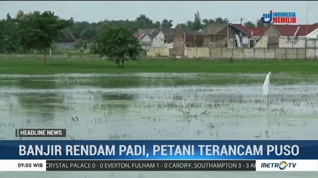 Puluhan Hektare Tanaman Padi Terancam Puso Akibat Banjir