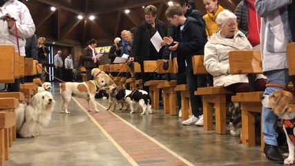Á Vannes, une bénédiction pour les animaux de compagnie