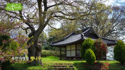 [삼삼오오 우리 숲 이야기] 팽나무 / YTN