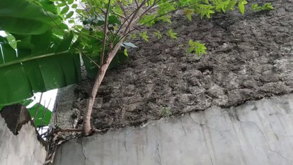 Aneh Tapi Nyata, Pohon Ajaib Ini Tumbuh di Atas Tembok Beton