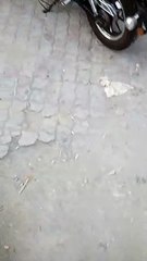 Harley Davidson iron 883