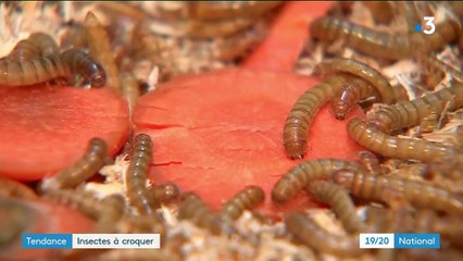 Gastronomie : à la découverte des insectes à croquer