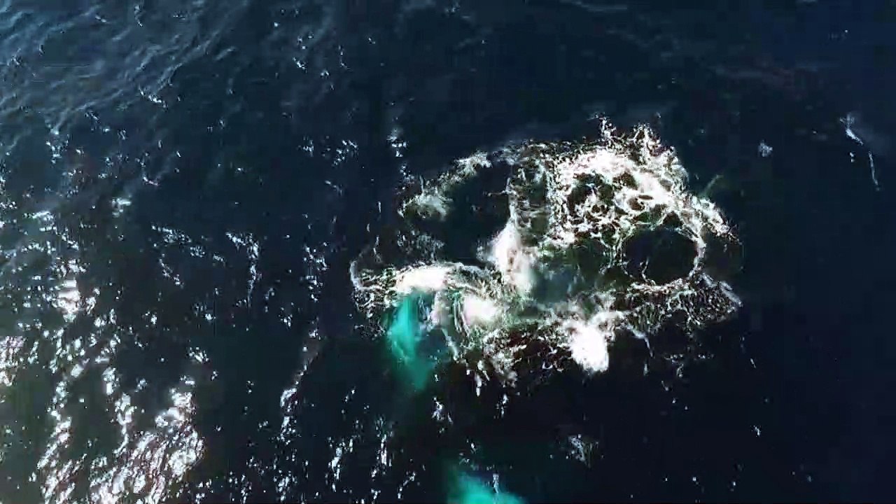 VIDEO: Whales being Ensnared in Lobster Net causing their numbers to DIMINSH!