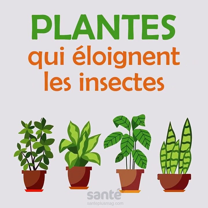 Voici les plantes qui éloignent les insectes !