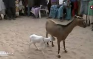 Une chèvre donne naissance à un mouton