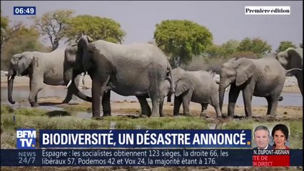 La Terre a entamé sa 6e extinction de masse, selon des scientifiques