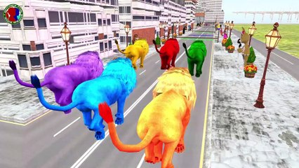 Learn Forest Animals Running Competition For Kids ## || lion gorilla tiger bear