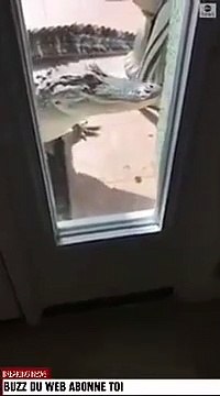 Un alligator frappe à la porte d'une maison floridienne (Etats-Unis)