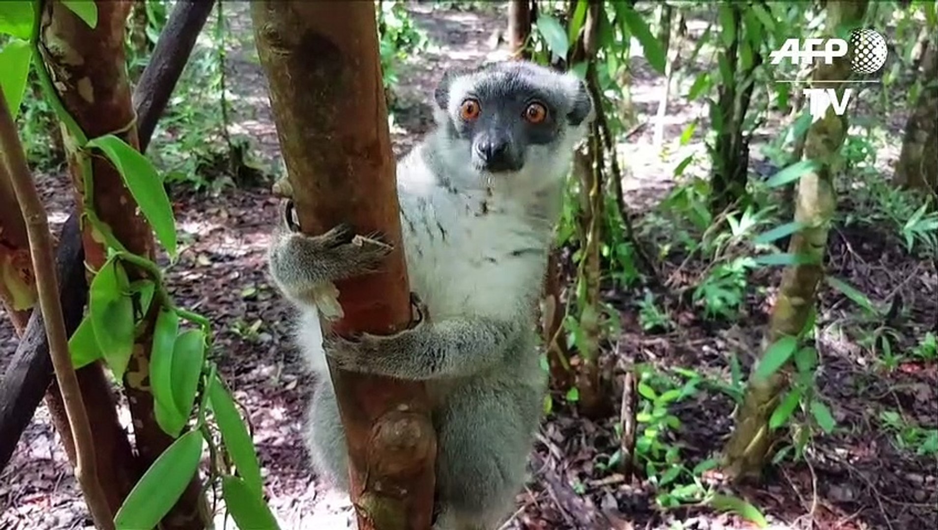 Poachers threaten precious Madagascar forest and lemurs