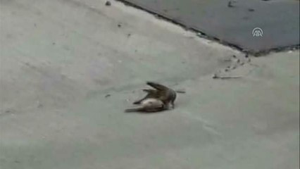 Hareketsiz Yatan Kuşa Gagasıyla Hayat Vermeye Çalıştı