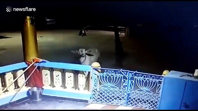 Cow mimics Hindu devotees by ringing sacred bell at Indian temple