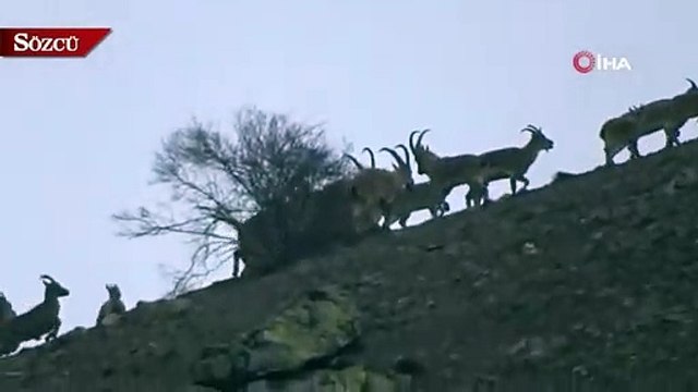 Vaşak’ın dağ keçisi sürüsüne saldırı anı kameraya yansıdı