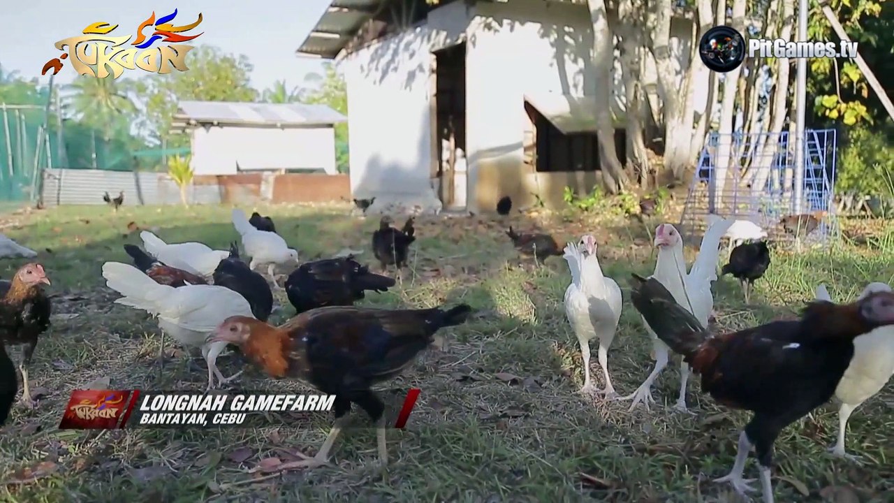 Breeder of the Week - Kent Anthony Te - Longnah Gamefarm