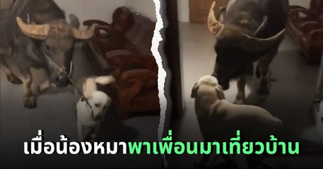 น่ารัก เมื่อน้องหมาพาเพื่อนมาเที่ยวบ้าน