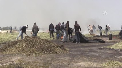 Filistin'de Ramazan Mutfağının Aranan Lezzeti "Firik" (2)