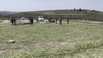 Filistin'de Ramazan Mutfağının Aranan Lezzeti "Firik" (1)