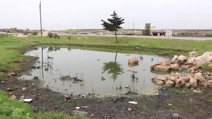 İdlib'de Şark Çıbanı Tehlikesi Baş Gösterdi