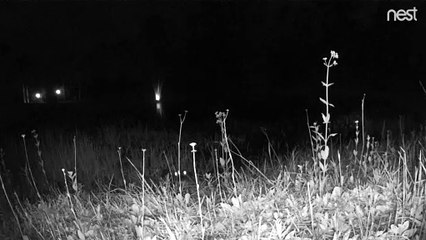 Alligator Tries to Eat Security Camera