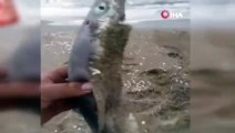Oltasına takıldı şaştı kaldı! Sakarya’da köpek balığı yakalandı
