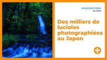 Des milliers de lucioles photographiées au Japon